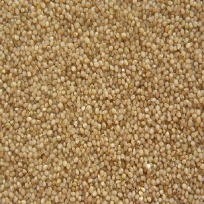 Picture of Little Millet (कुटकी Millet) 500 gm